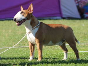 Tinybull's Alphaville