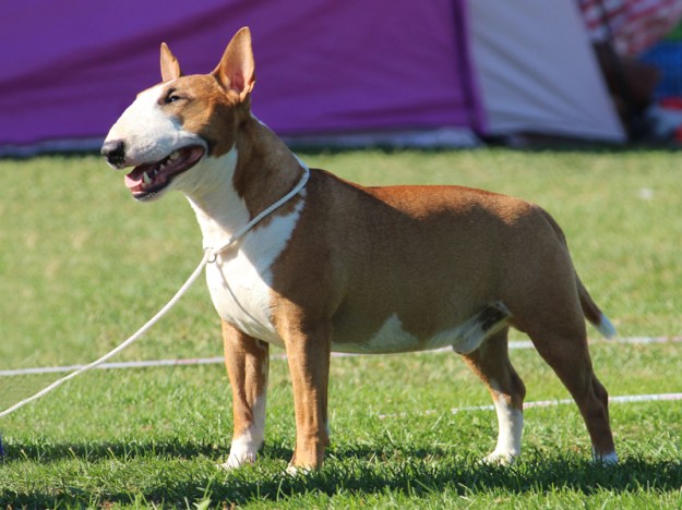 SEUCH, SE-V Tinybull's Alphaville BOB, CERT SEUCH