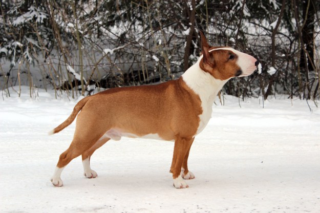 miniatyr bullterrier Bosse Tinybull's miniatyrbullterrier mini bullterrier