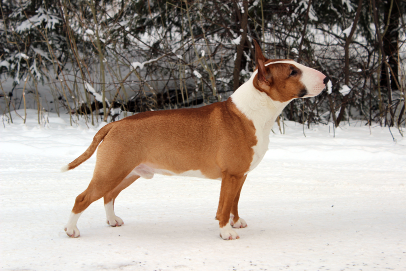 miniatyr bullterrier Bosse Tinybull's miniatyrbullterrier mini bullterrier