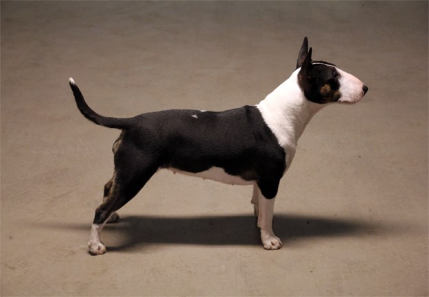 Anirella's Unbreakable Diamond Birgit 13 months mini bullterrier miniatyrbullterrier Tinybull's