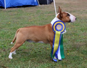 Miniatyrbullterrier, mini bullterrier, Tinybull's Alphaville