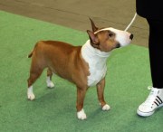 Bosse på Sthlm Hundmässa Tinybull's Alphaville