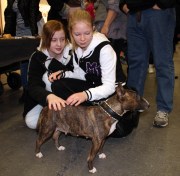 Ester på Sthlm Hundmässa Ester, Tinybull's Gummibullens Kizzy Gulliver