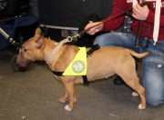 Greta på Sthlm Hundmässa Tinybull's Annie Lennox