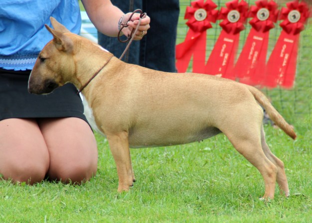 BIS Tinybull's Annie Lennox Greta