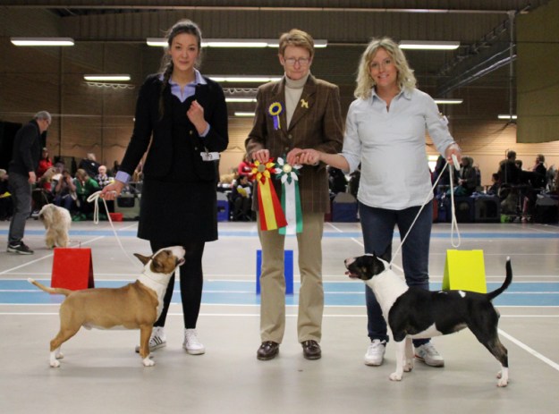 mini bullterrier, miniatyr bullterrier, tinybull's, tinybulls