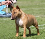 Tinybull's Annie Lennox