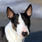 Tinybull's, Miniatyr bullterrier, Miniature Bull Terrier