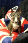 Ester miniatyrbullterrier