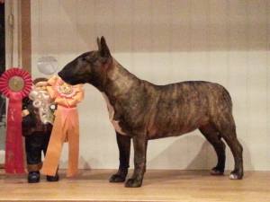 Sockerbullens Skorpan