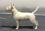 miniatyrbullterrier Saga