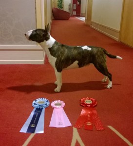 BB2, R-CERT, Crufts Nominerad