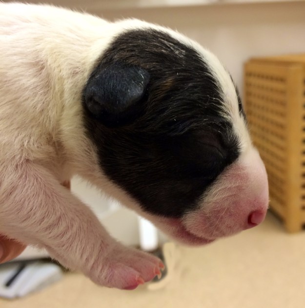 Ivan_nyfödd_profilhöger