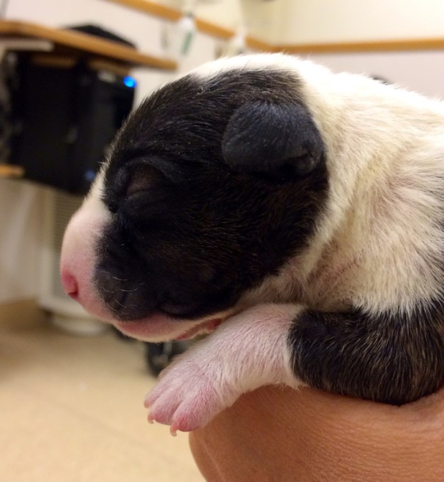 Ivan_nyfödd_profilvänster