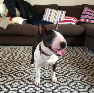 Tinybull's Bob Dylan 7 månader