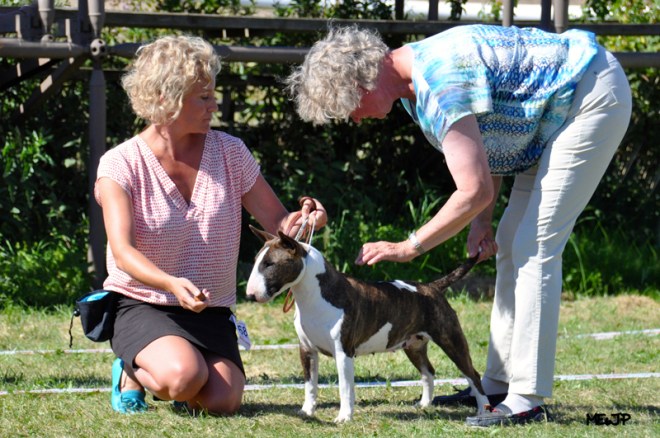 Bulls of Art Doris Day Miniature bull terrier, miniatyrbullterrier