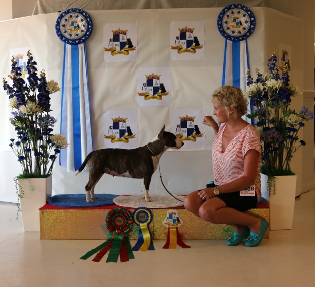 Bulls of Art Doris Day 