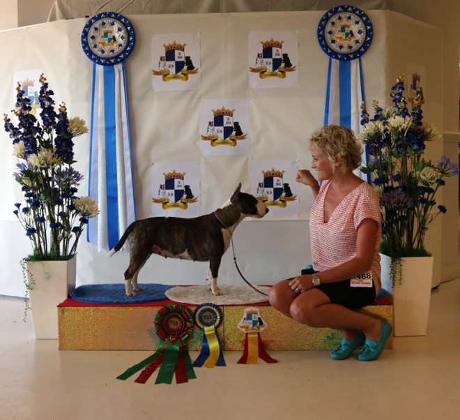 Bulls of Art Doris Day 