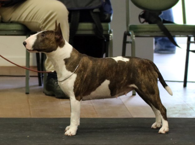 Bulls of art doris day Cets