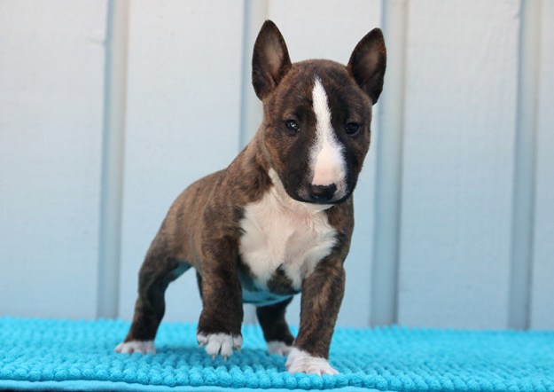 Emmylou fron five weeksweb